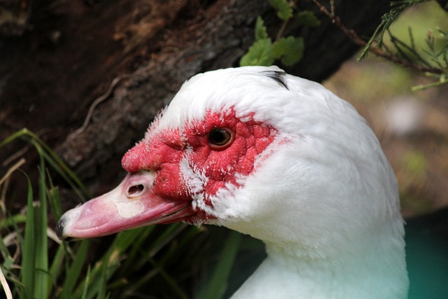 本赛季西部 本赛季西部